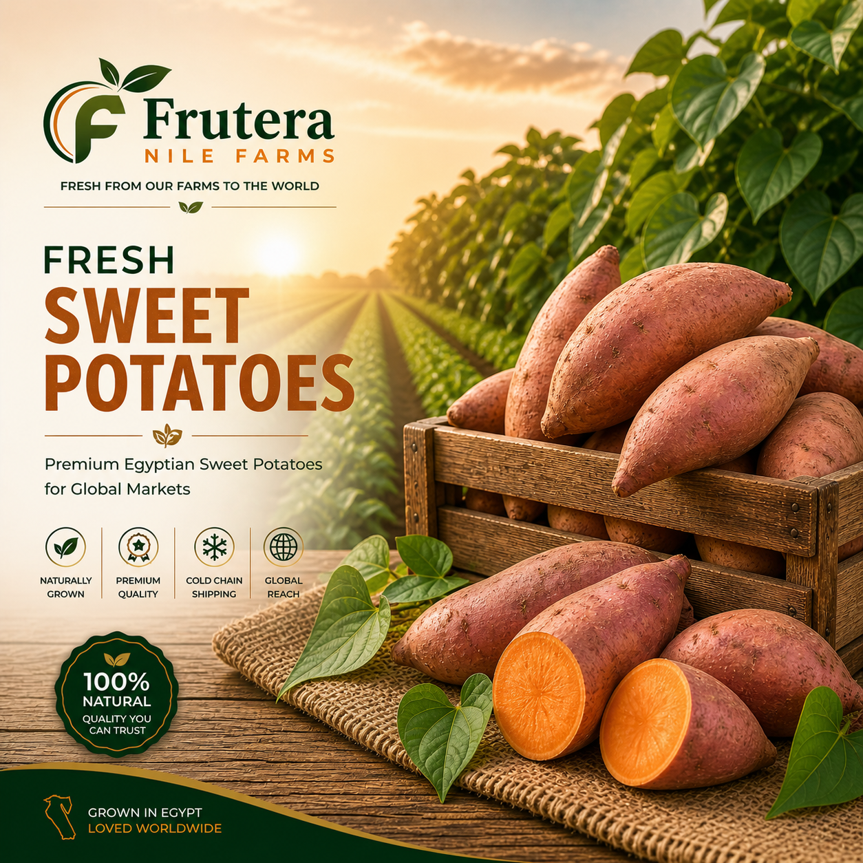 Sweet Potato