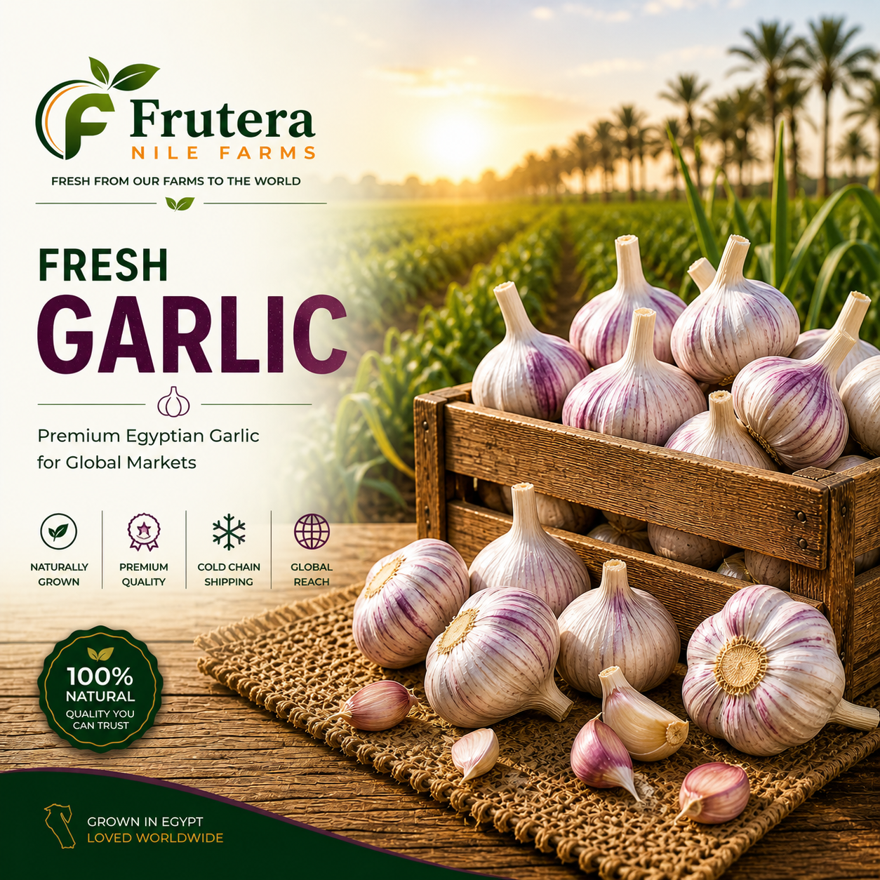 Garlic