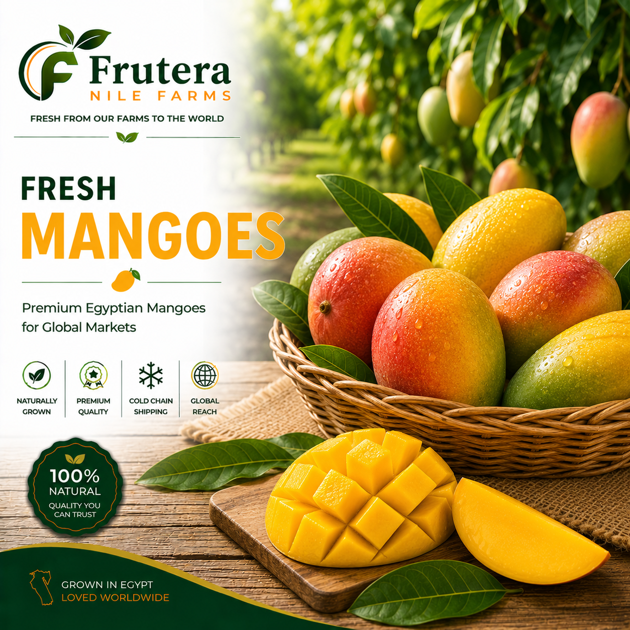 Mango