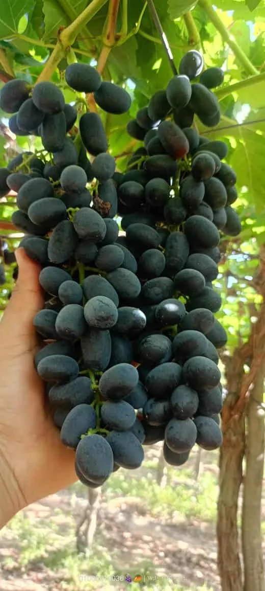 العنب من مصر